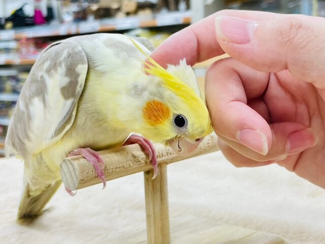 とっても可愛い甘えん坊♡♡オカメインコ（シナモンパイド）