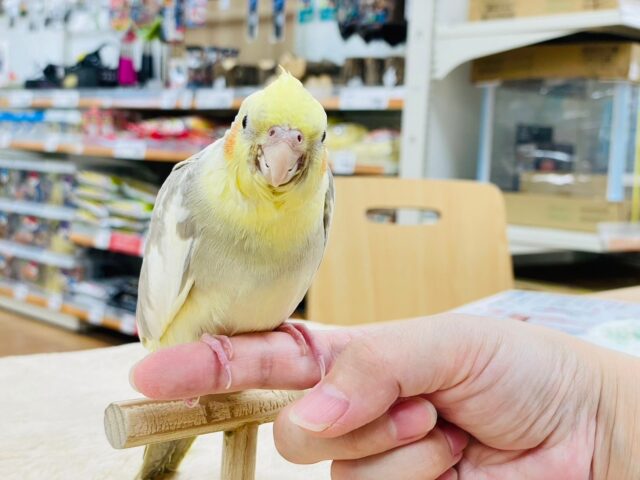 オカメインコ