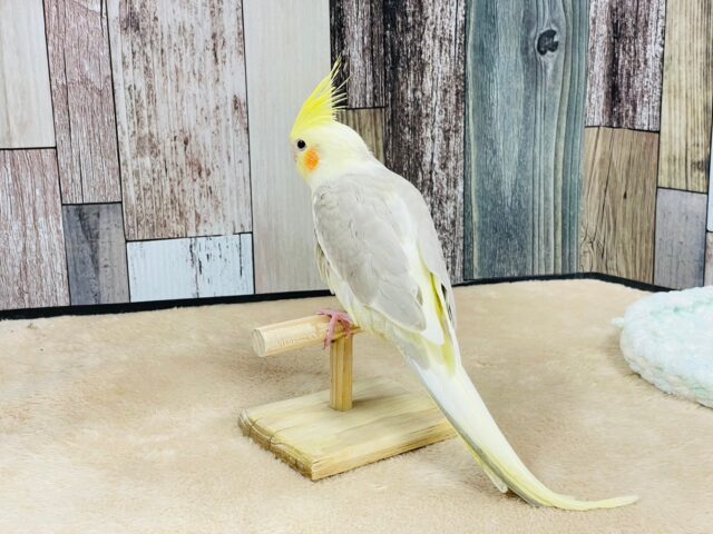 オカメインコ