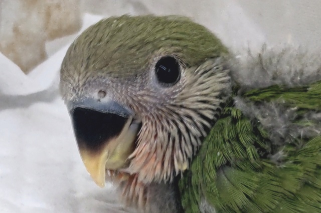 深緑安らぎカラー🌱 コザクラインコ(ノーマル)