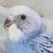 人気の王道ブルー💙 セキセイインコ(オパーリン)