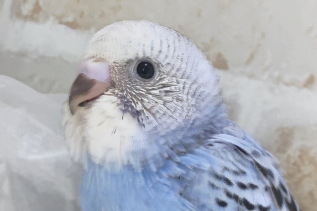 人気の王道ブルー💙 セキセイインコ(オパーリン)