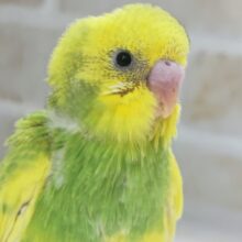 フレッシュツートン🍋🍈 セキセイインコ(スパングルパイド)