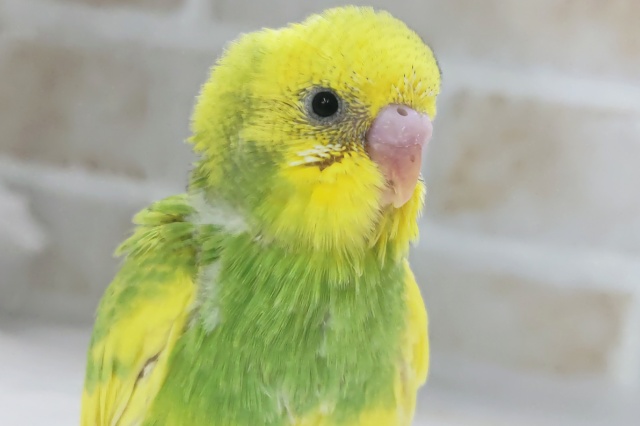 フレッシュツートン🍋🍈 セキセイインコ(スパングルパイド)