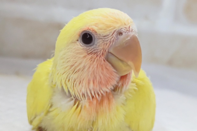 フレッシュビタミン～✨ コザクラインコ(ルチノー)