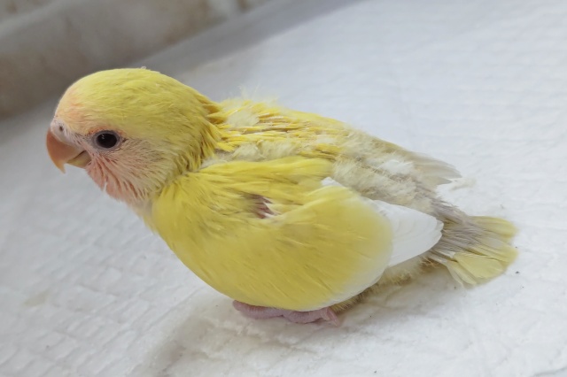 コザクラインコ（小桜インコ）