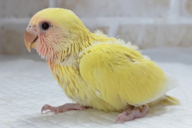 コザクラインコ（小桜インコ）