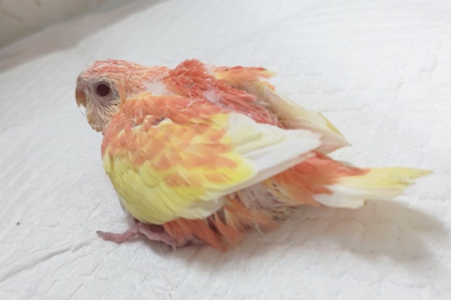 アキクサインコ（秋草インコ）