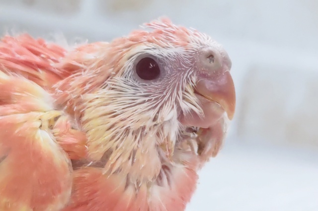 アキクサインコ（秋草インコ）