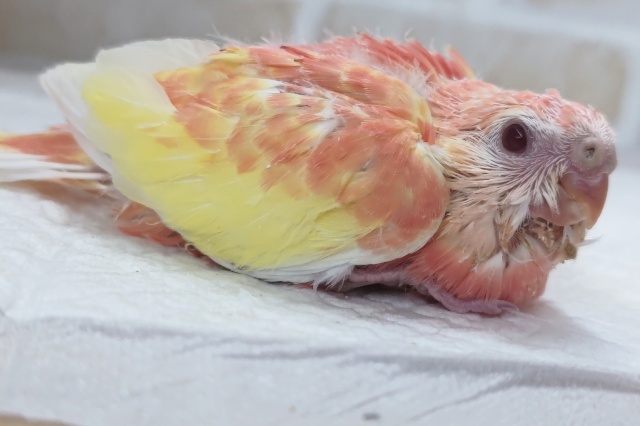 アキクサインコ（秋草インコ）