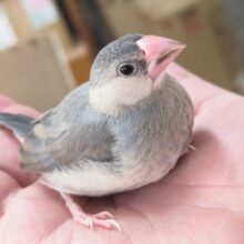 好奇心旺盛！メロメロ～🌸 桜文鳥🐣