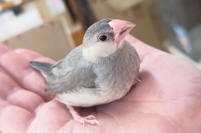 好奇心旺盛！メロメロ～🌸 桜文鳥🐣