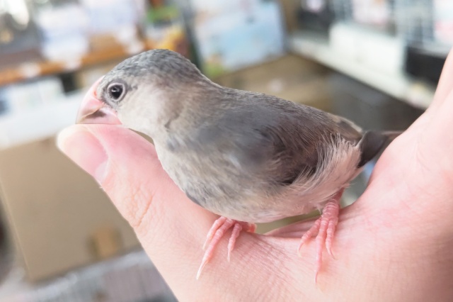 桜文鳥