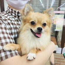 最新画像！ハーフ犬(ポメラニアン✕チワワ)男の子♫１歳になったよ！たぬきからきつねに変化(へんげ)？