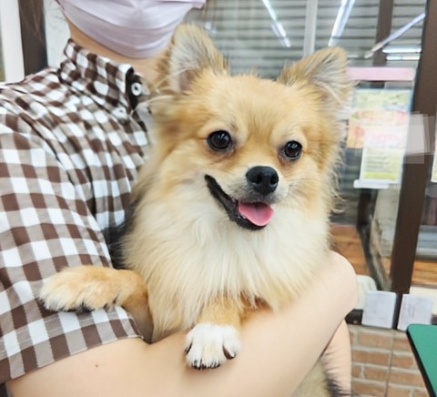 最新画像！ハーフ犬(ポメラニアン✕チワワ)男の子♫１歳になったよ！たぬきからきつねに変化(へんげ)？