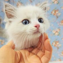 ラグドール（ブルーポイントバイカラー）男の子♫天使👼現る！？