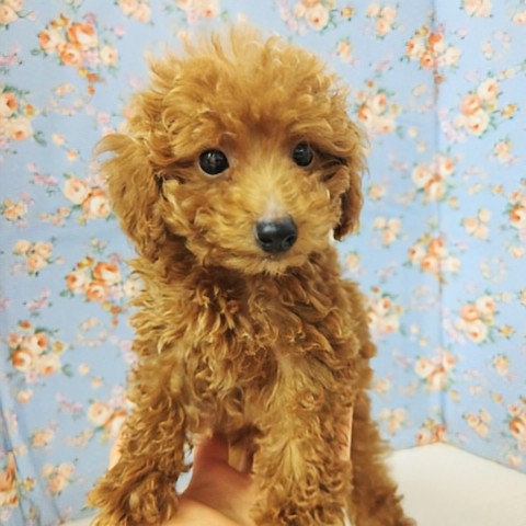 最新画像!動画あり!トイプードル(レッド)男の子♫甘々くんです💕 トイプードル