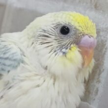 ちょっぴりクリームが美味～🌈 セキセイインコ(パステルレインボーパイド)