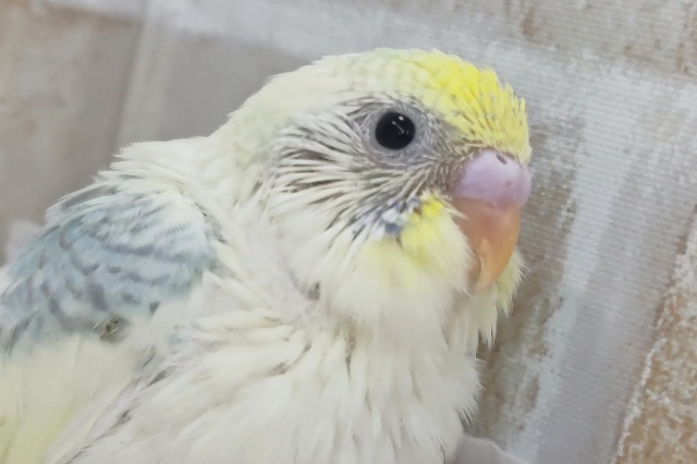 ちょっぴりクリームが美味～🌈 セキセイインコ(パステルレインボーパイド)