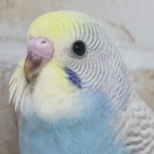 魅惑のシマシマ～🌈 セキセイインコ(パステルレインボースパングル)