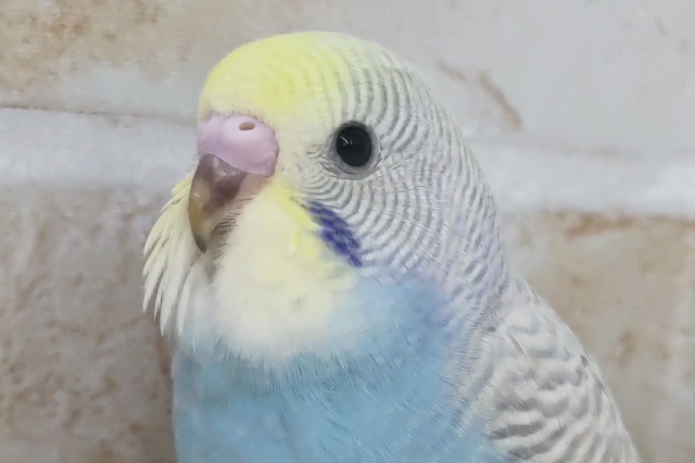 魅惑のシマシマ～🌈 セキセイインコ(パステルレインボースパングル)