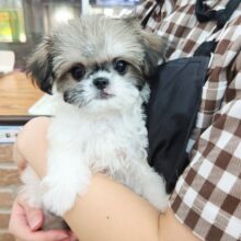 最新画像！ハーフ犬（チワワ×シーズー）女の子♪シーズーの着ぐるみを着たチワワ？！