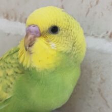 緑と黄色の安らぎカラー🍀 セキセイインコ(グリーンスパングル)