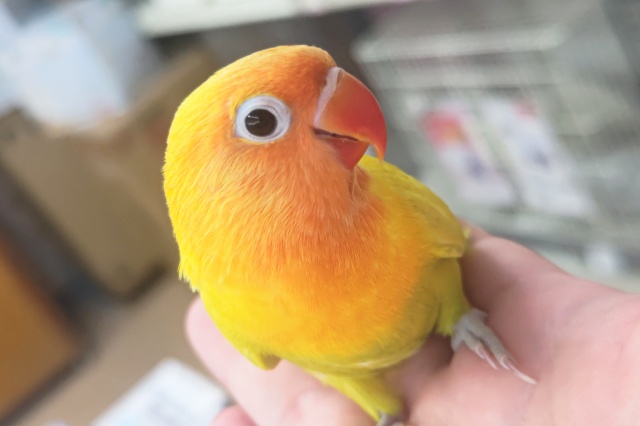 🌟最新画像🌟 メラメラパッション～🌻 ボタンインコ(ヤマブキイエロー)