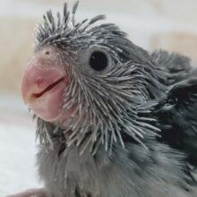 落ち着いた色合いたまらない～🖤 マメルリハインコ(モーブ)