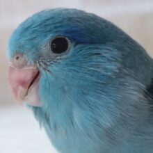 とっても素敵なブルー🌎 マメルリハインコ(ブルー)男の子