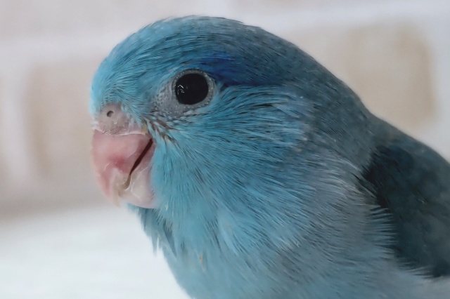 とっても素敵なブルー🌎 マメルリハインコ(ブルー)男の子