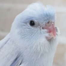 メロメロ魅力たっぷりさん～✨ マメルリハインコ(コバルトダイリュート)男の子