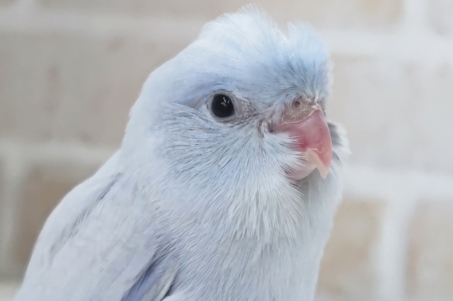 メロメロ魅力たっぷりさん～✨ マメルリハインコ(コバルトダイリュート)男の子