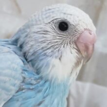 鮮やかスカイブルー🩵 セキセイインコ(ブルースパングル)