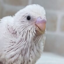 白のかわいい子～☃️ セキセイインコ(白ダブルファクター)