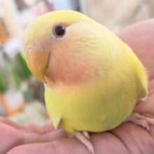 🌟最新画像🌟 フレッシュビタミン～✨ コザクラインコ(ルチノー)