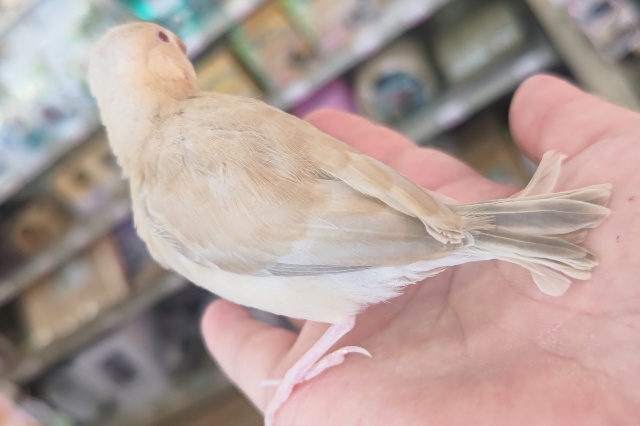 シナモン文鳥