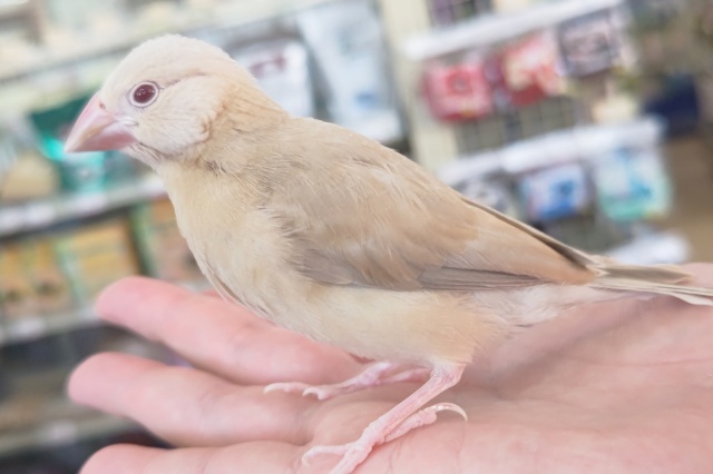 シナモン文鳥