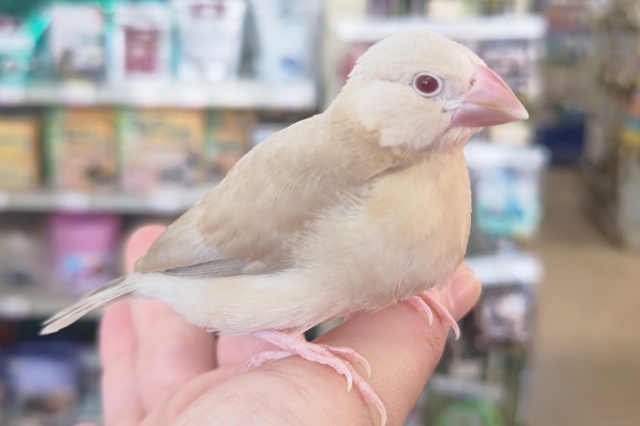 シナモン文鳥