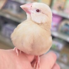 🌟最新画像🌟 ゴールド感たまらない～✨ シナモン文鳥🐣