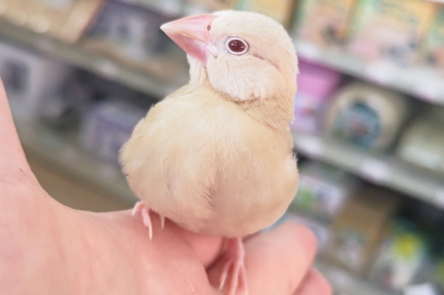 🌟最新画像🌟 ゴールド感たまらない～✨ シナモン文鳥🐣