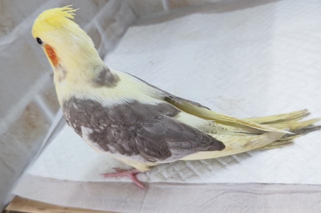 オカメインコ