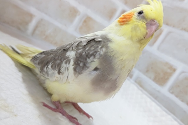 オカメインコ