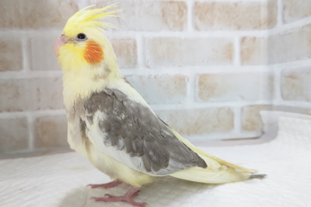 オカメインコ