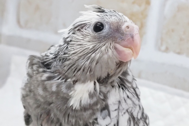 白黒チェック～🤍🖤 オカメインコ(ホワイトフェイスパールパイド)