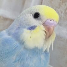 カラフルカラーたまらん～🌈 セキセイインコ(パステルレインボースパングル)