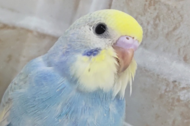 カラフルカラーたまらん～🌈 セキセイインコ(パステルレインボースパングル)