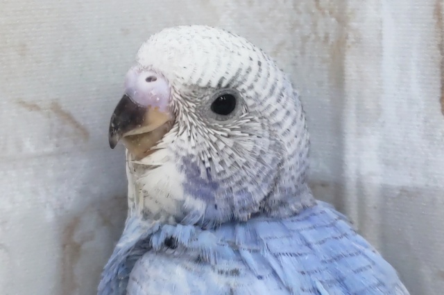 定番カラーの青色、素晴らしい～💙 セキセイインコ(ブルースパングル)