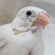 雪の妖精現る～！？☃️ 白文鳥🐣