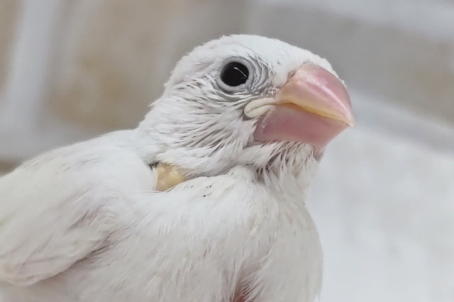 雪の妖精現る～！？☃️ 白文鳥🐣